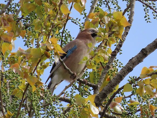 Ghiandaia  - Donatella Rottichieri