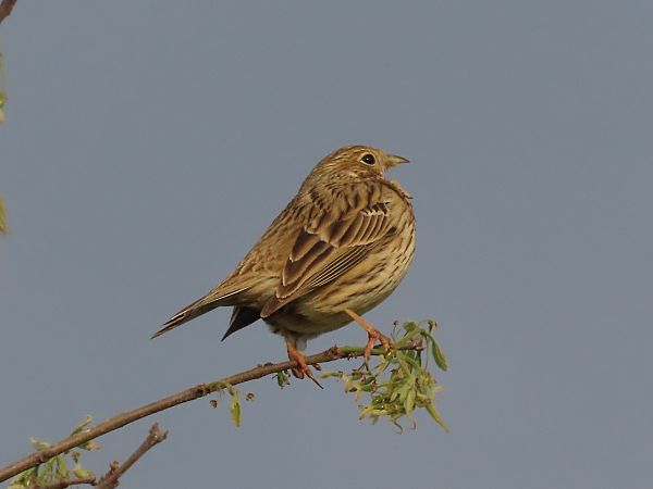 Strillozzo  - Donatella Rottichieri