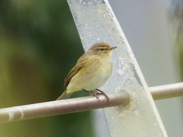Luì piccolo  - Daniele Capello