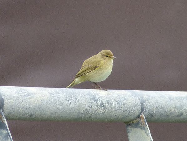 Luì piccolo  - Daniele Capello