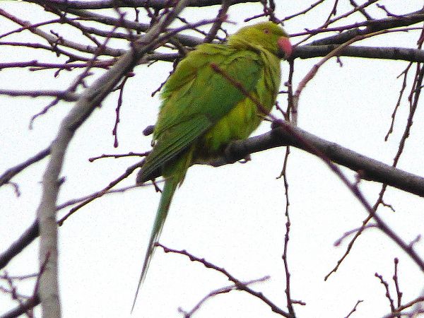 Parrocchetto dal collare  - Daniele Capello