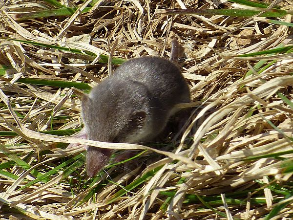 Crocidura ventrebianco  - Daniele Capello