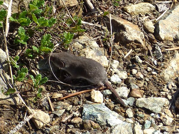 Crocidura ventrebianco  - Daniele Capello