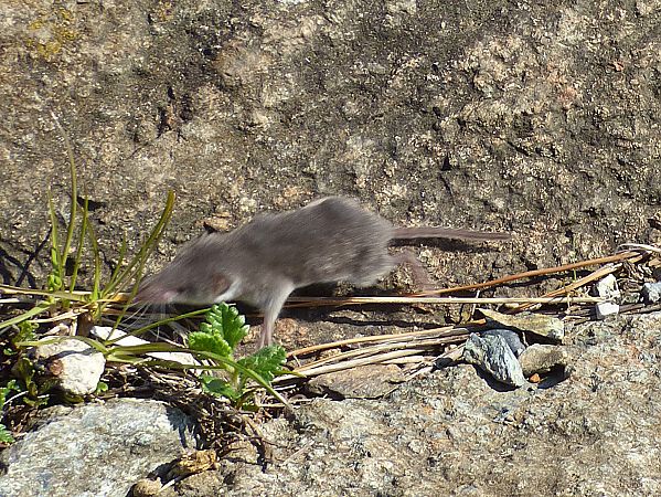 Crocidura ventrebianco  - Daniele Capello