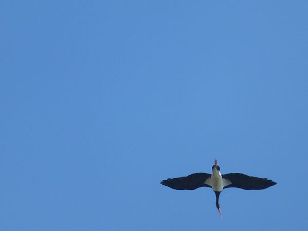 Cicogna nera  - Daniele Capello