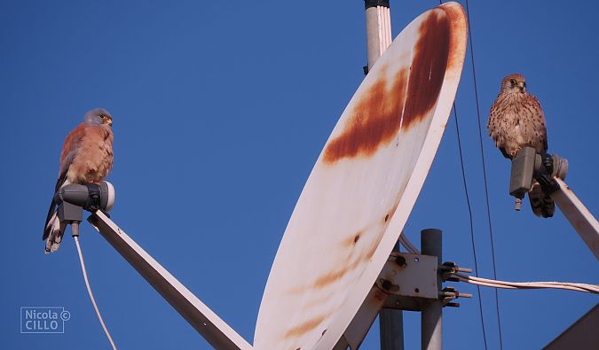 Grillaio  - Nicola Cillo