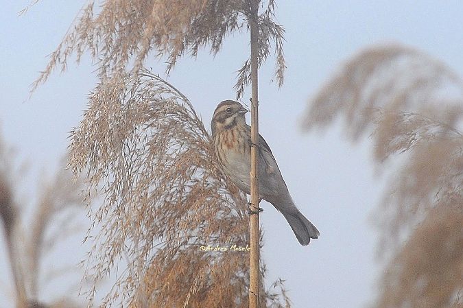 Migliarino di palude  - Andrea Mosele