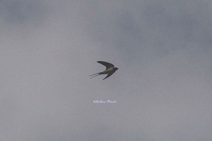 Rondine  - Andrea Mosele