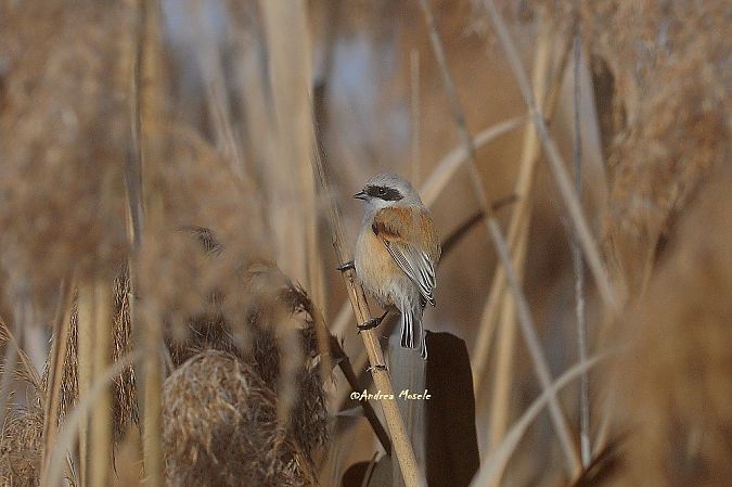 Pendolino  - Andrea Mosele