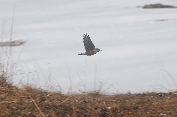 Sordone  - Andrea Mosele