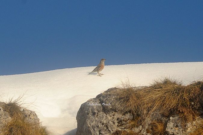 Sordone  - Andrea Mosele