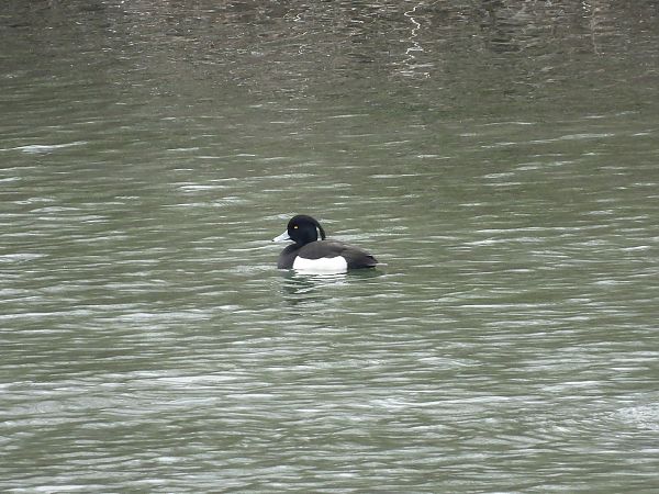 Moretta  - Diego Volonte'