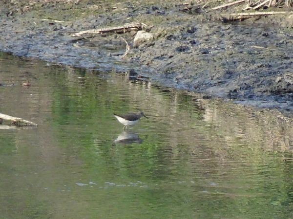 Piro-piro culbianco  - Francesco Valle