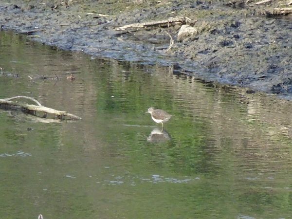 Piro-piro culbianco  - Francesco Valle