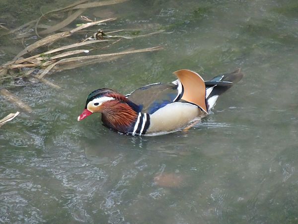 Anatra mandarina  - Francesco Valle