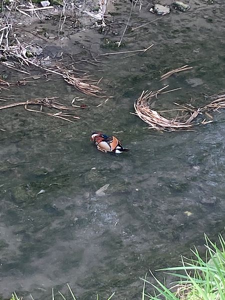 Anatra mandarina  - Francesco Valle