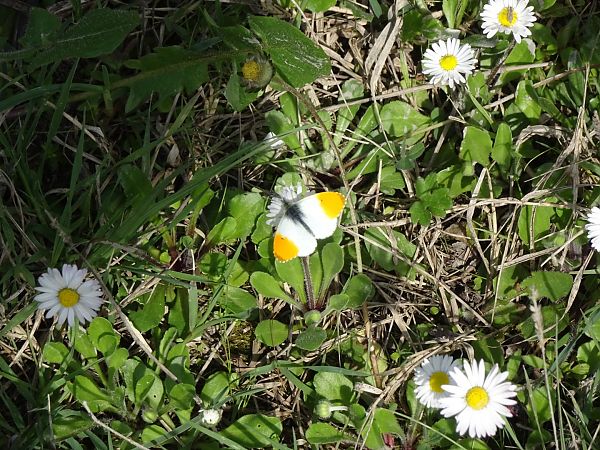 Anthocharis cardamines  - Francesco Valle