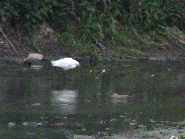 Garzetta  - Francesco Valle