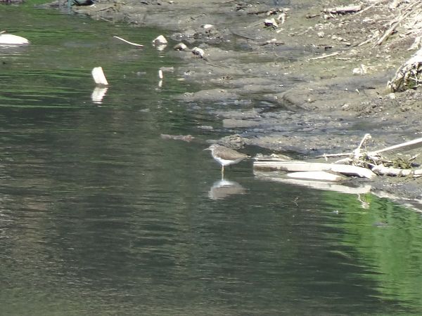 Piro-piro culbianco  - Francesco Valle