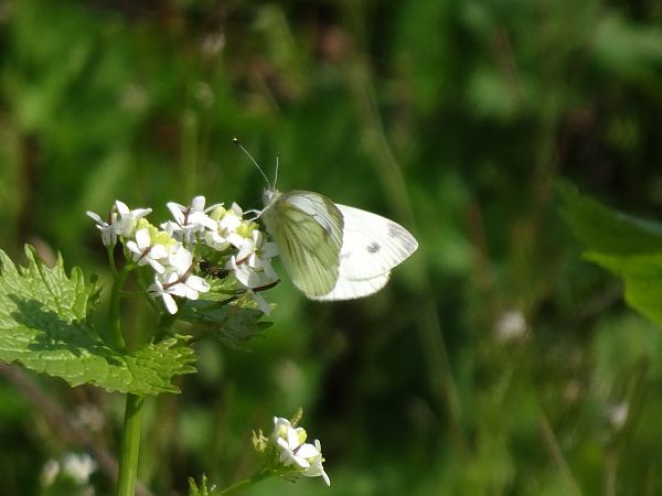 Pieris napi  - Francesco Valle