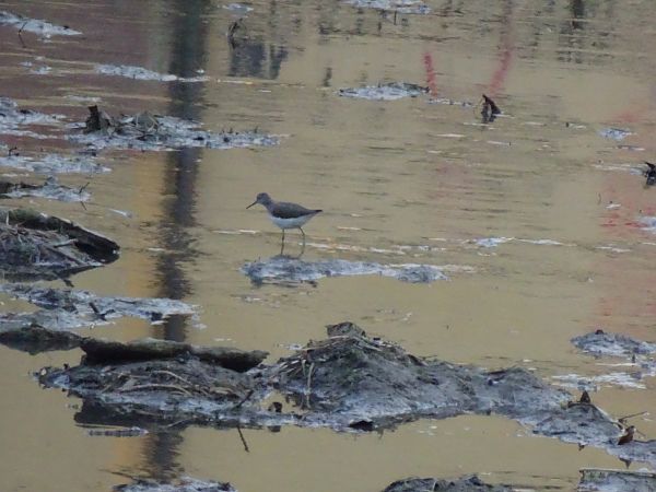 Piro-piro culbianco  - Francesco Valle