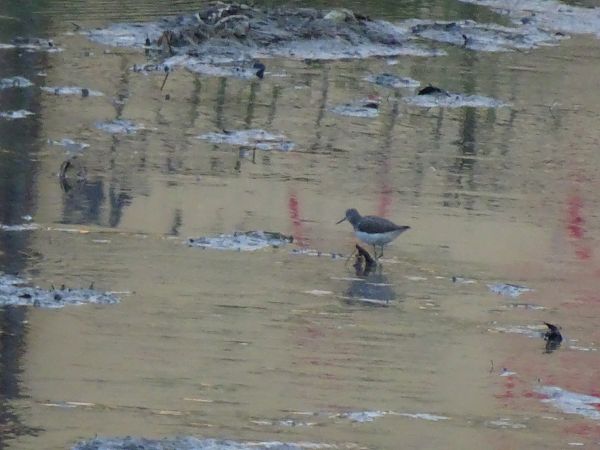 Piro-piro culbianco  - Francesco Valle