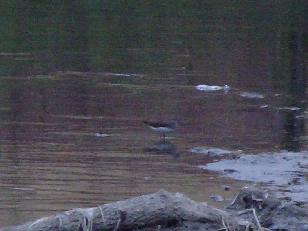 Piro-piro culbianco  - Francesco Valle