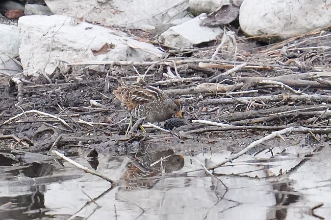 Tüpfelsumpfhuhn  - Florian Gasser