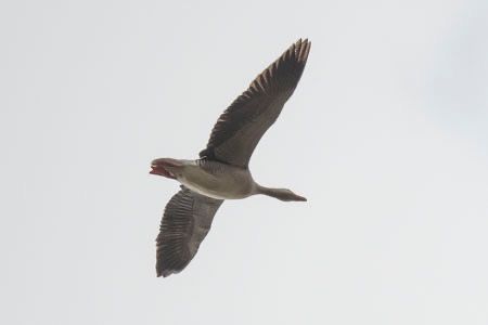 Oca selvatica occidentale / orientale  - Giuseppe Nassi