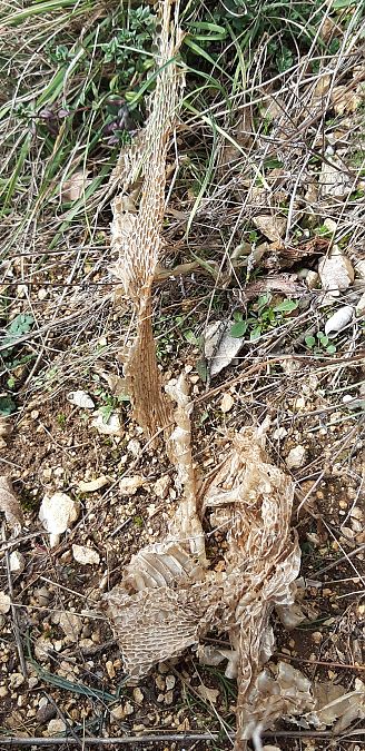 Colubroidea sp.  - Michele Cento
