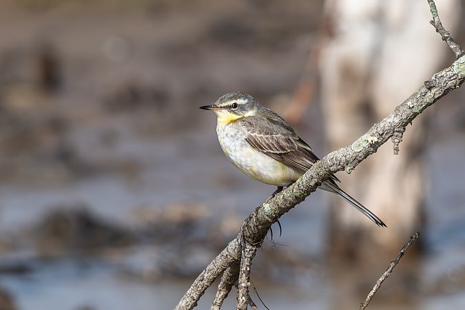 Cutrettola del Pacifico  - Flavio Felici