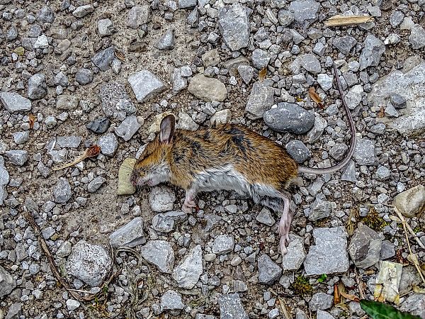 Topo selvatico dal collo giallo  - Ivano Candon