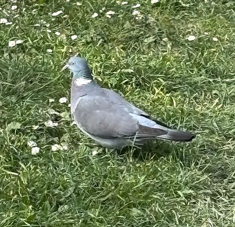 Colombaccio  - Loredana Diglio