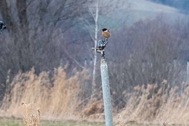 Saltimpalo comune  - Udo Thoma