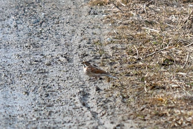 Migliarino di palude  - Udo Thoma