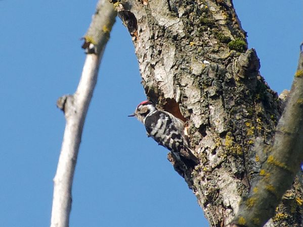 Picchio rosso minore  - Stefano Corradi