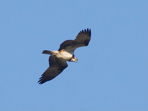 Falco pescatore  - Stefano Corradi