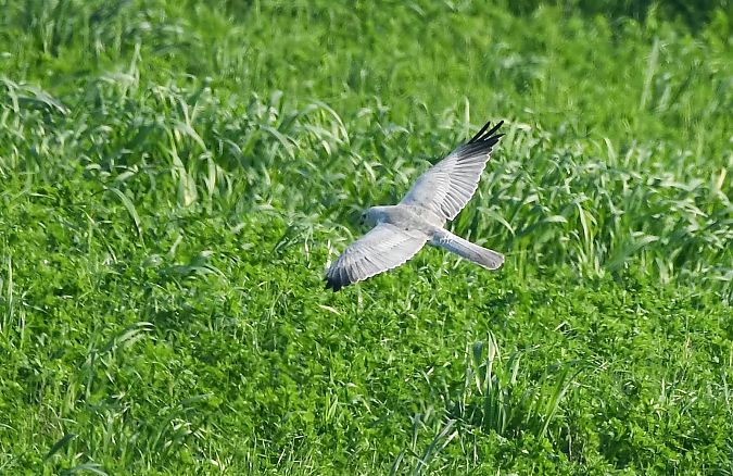 Albanella pallida  - Mauro Mencarelli
