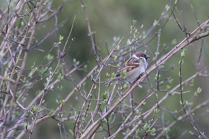 Passera mattugia  - Alessio Mannello