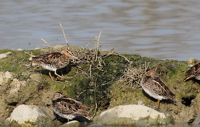 Beccaccino  - Alessio Mannello