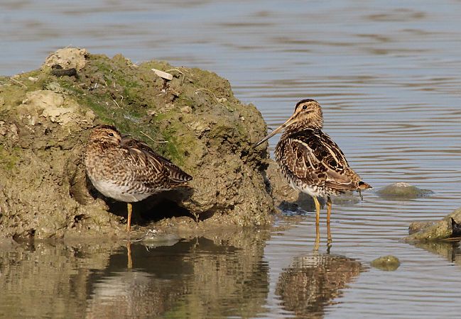 Beccaccino  - Alessio Mannello