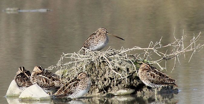 Beccaccino  - Alessio Mannello