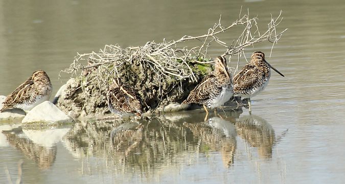 Beccaccino  - Alessio Mannello