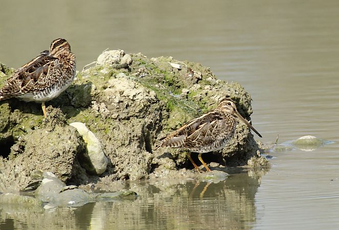 Beccaccino  - Alessio Mannello