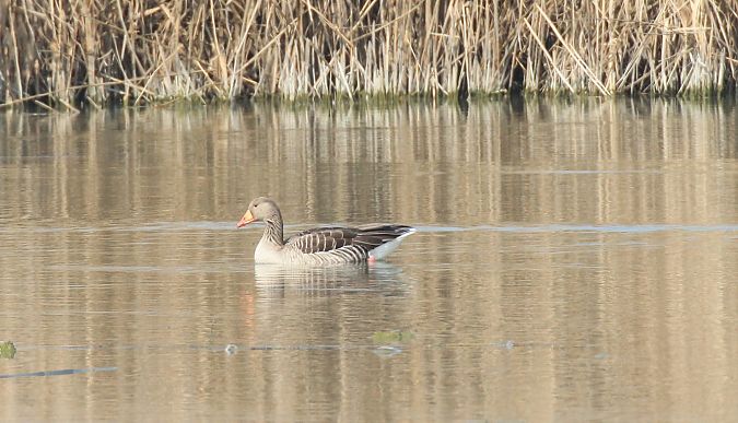 Oca selvatica occidentale  - Alessio Mannello