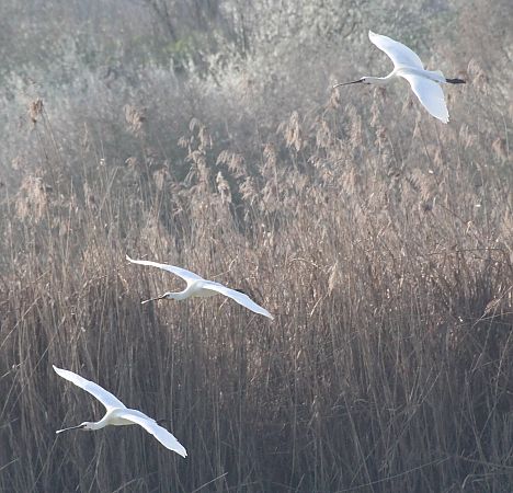 Spatule blanche  - Alessio Mannello