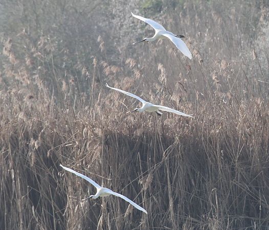 Spatola  - Alessio Mannello