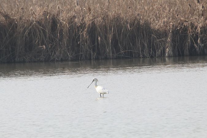 Spatola  - Alessio Mannello
