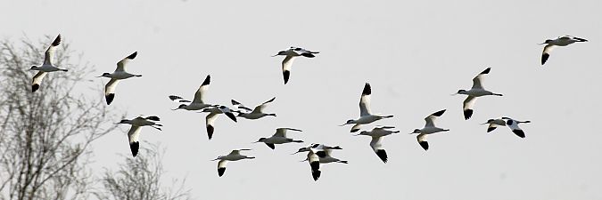 Avocetta  - Alessio Mannello