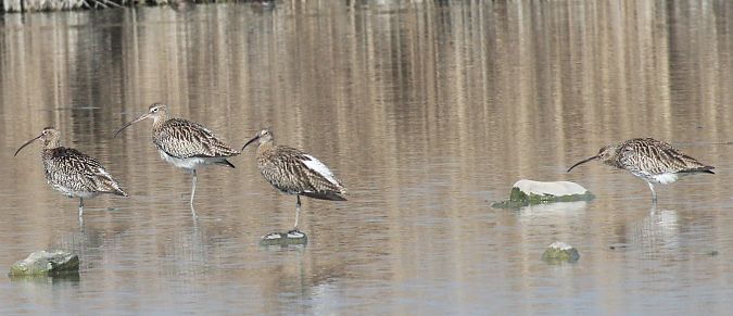 Chiurlo maggiore  - Alessio Mannello
